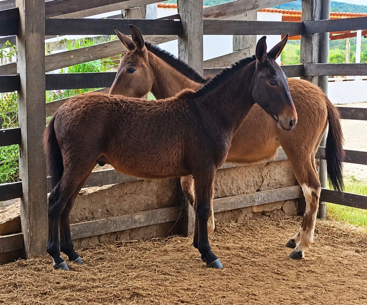 Burro e Mula