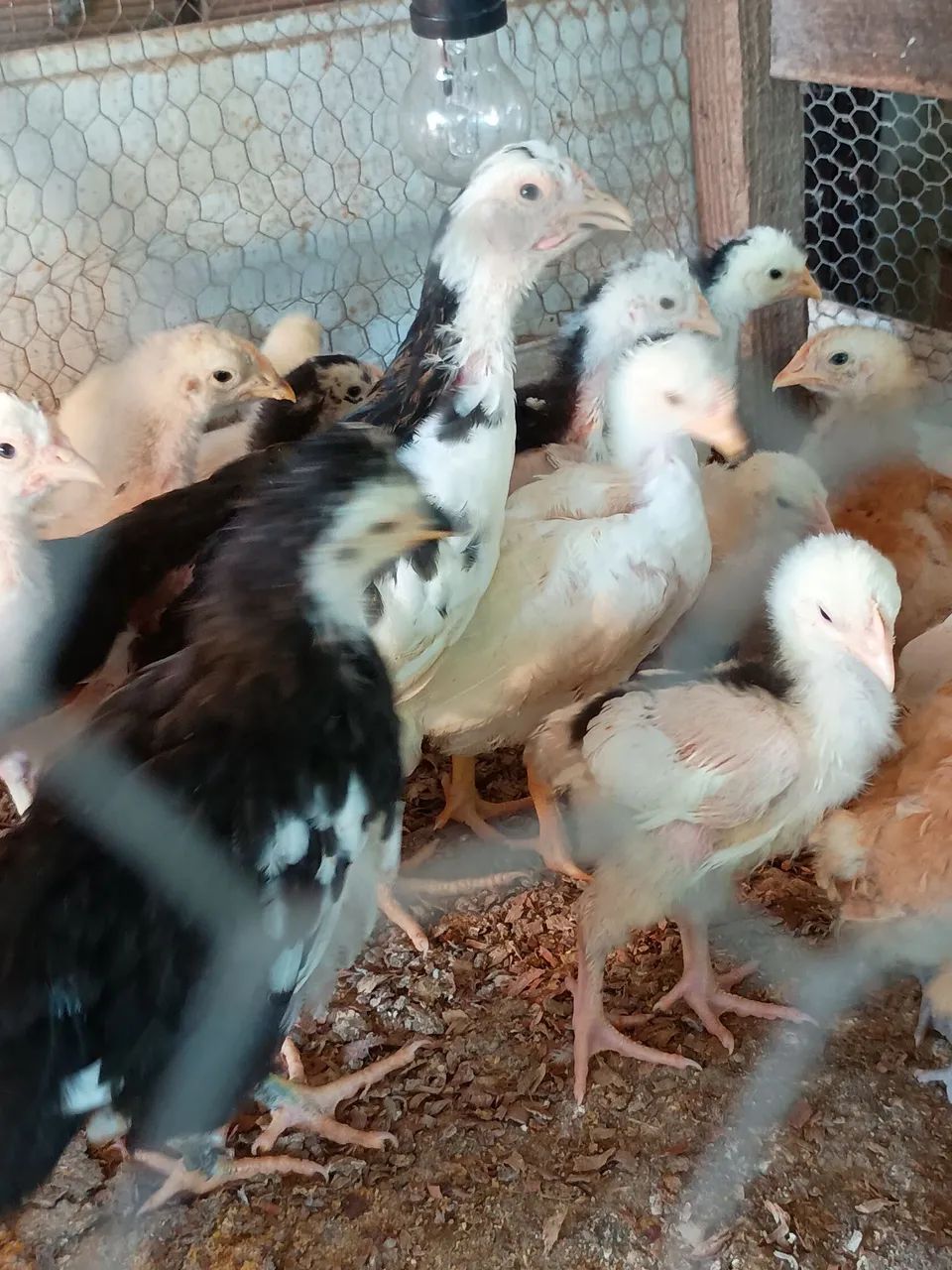 Vende se pintinhos de GSB balão 