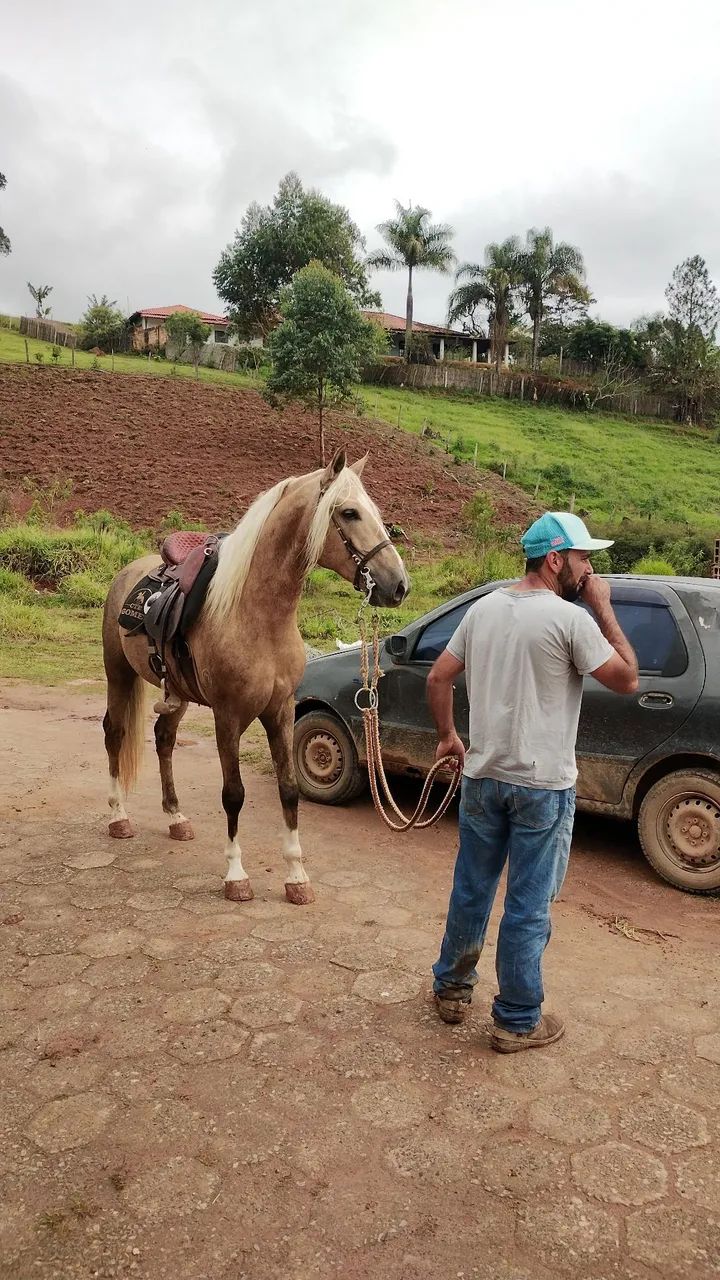 Cavalo garanhão a venda  - Foto 3