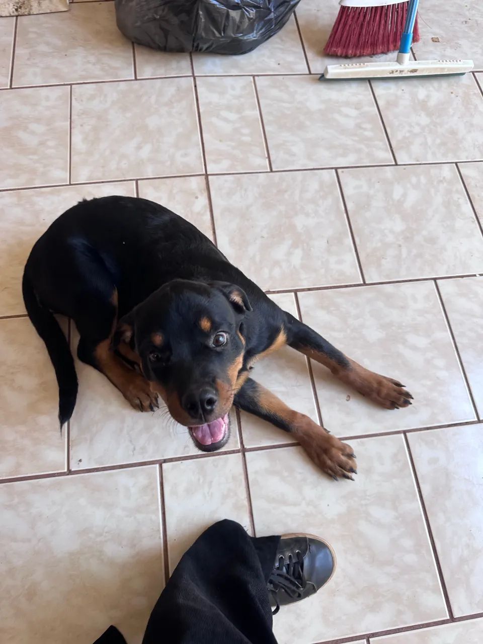 Vendo Rotweiller - 4 meses - Foto 4