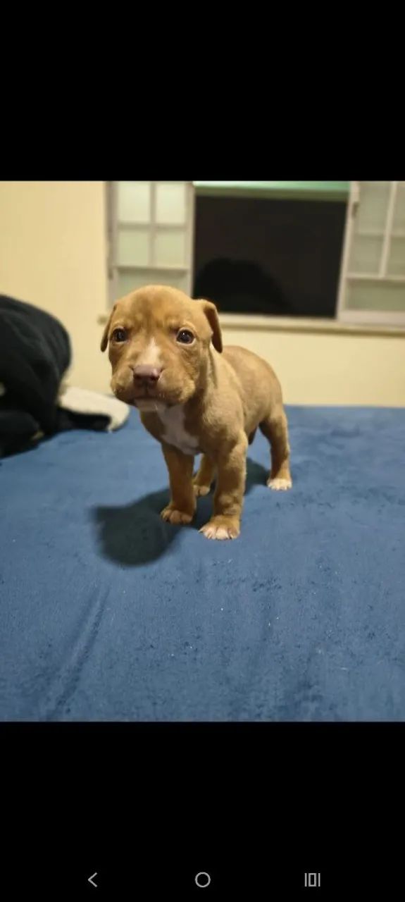 Filhotes de Pit bull - Foto 4