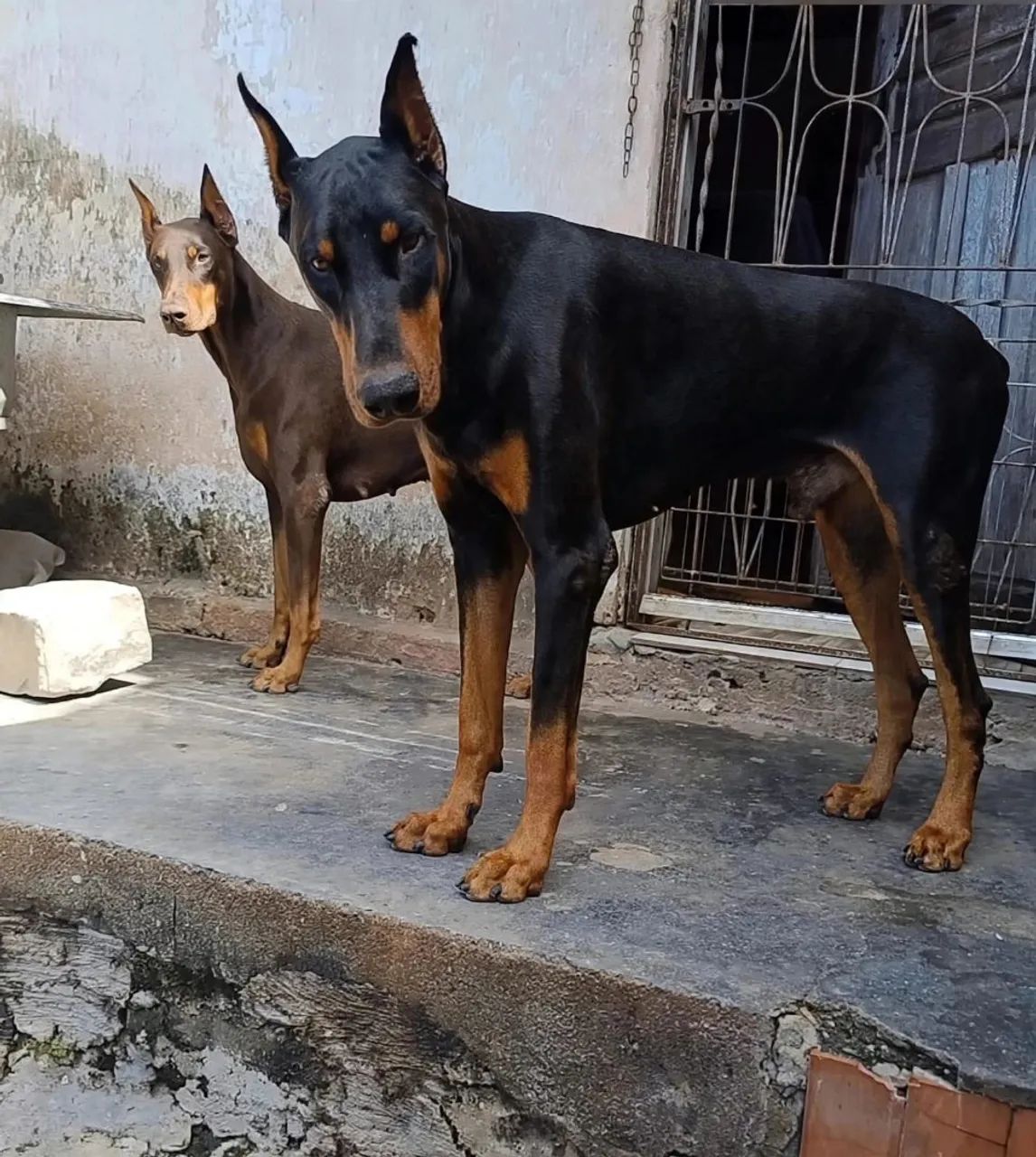 Doberman 