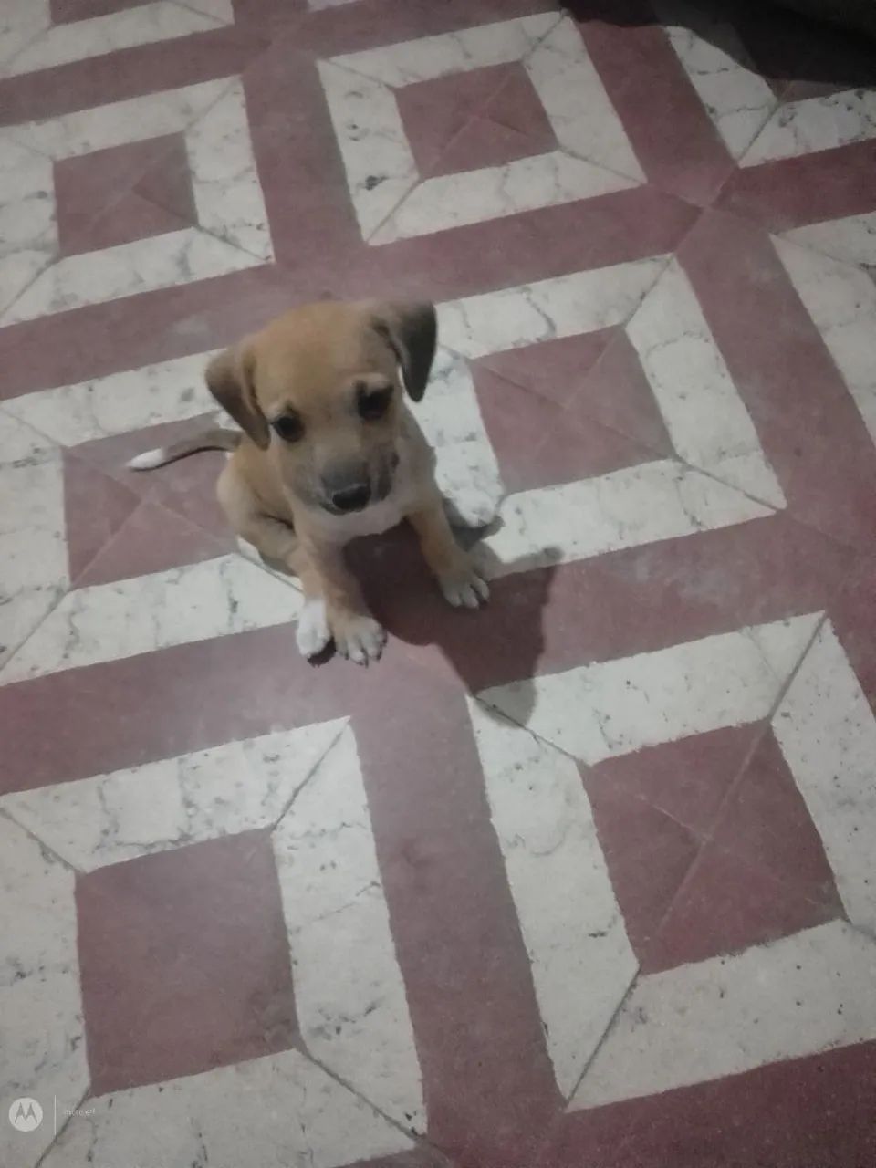 Me adotem!! - Foto 2