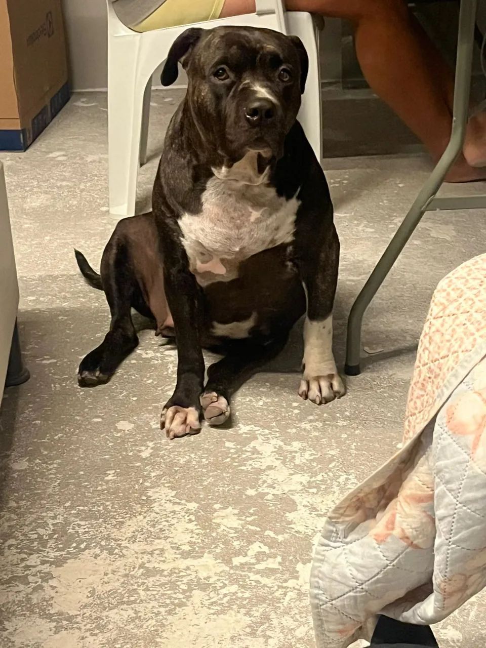 Pitbull America buly - Foto 3