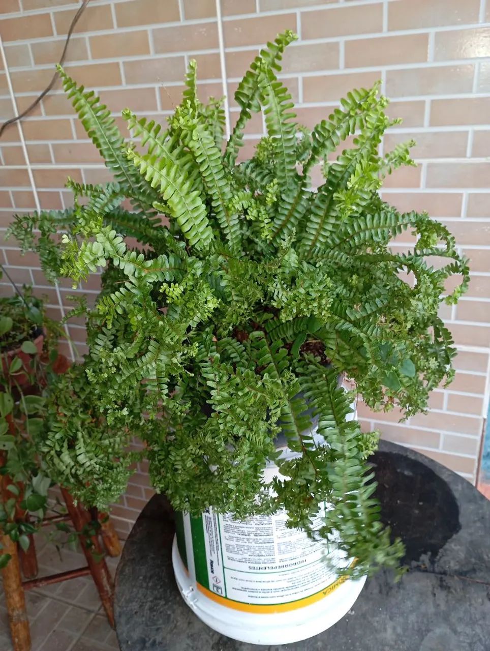 Plantas e sementes 