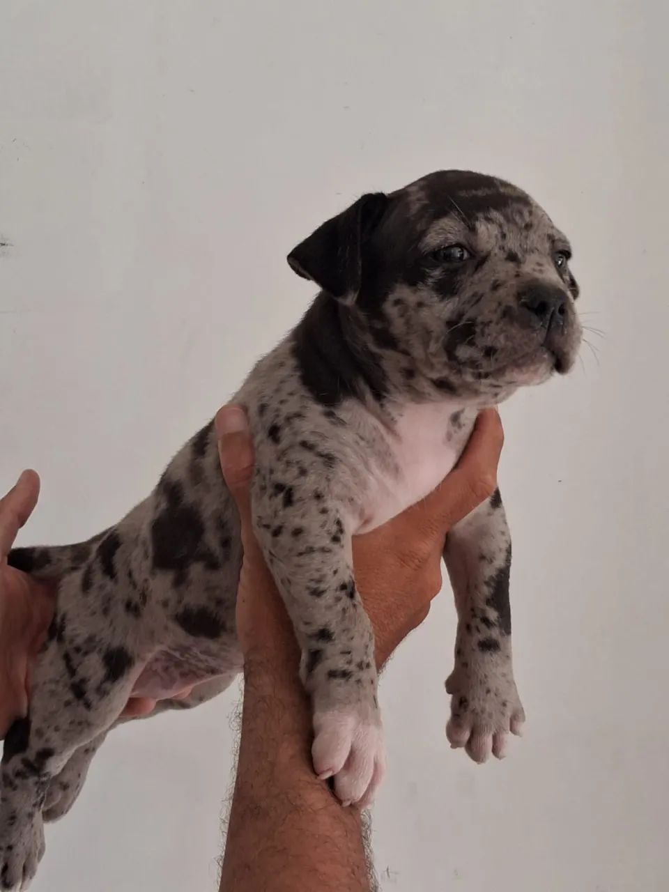 Pitmoster 