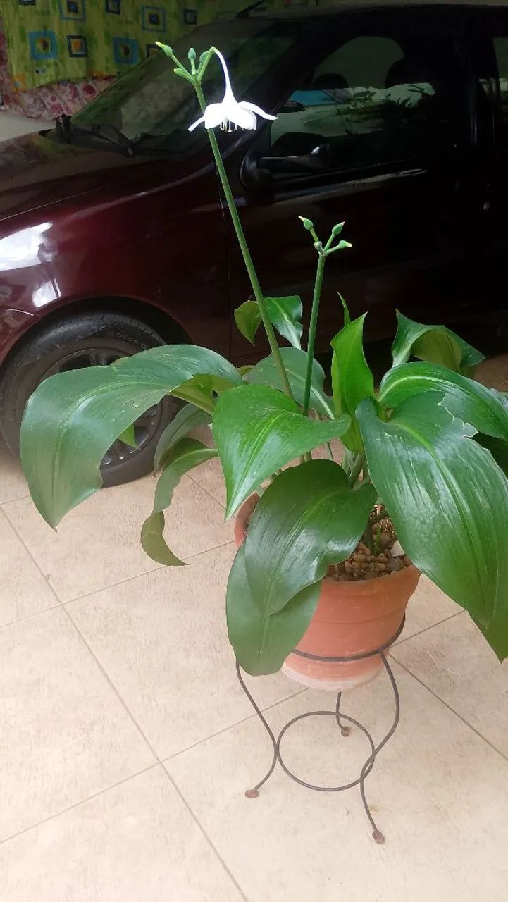 Desapego de planta  - Foto 3