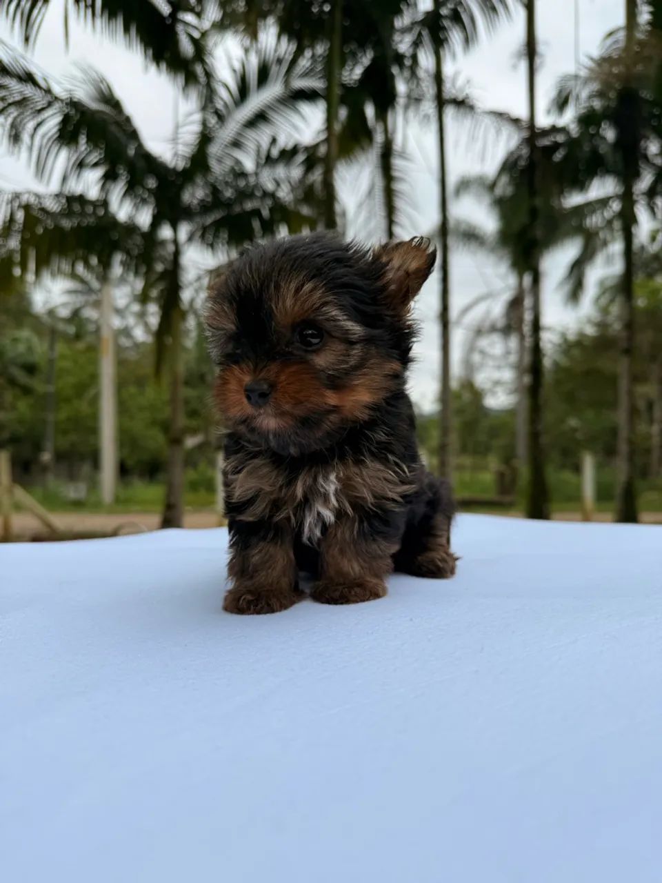 Yorkshire Terrier - macho - Foto 5