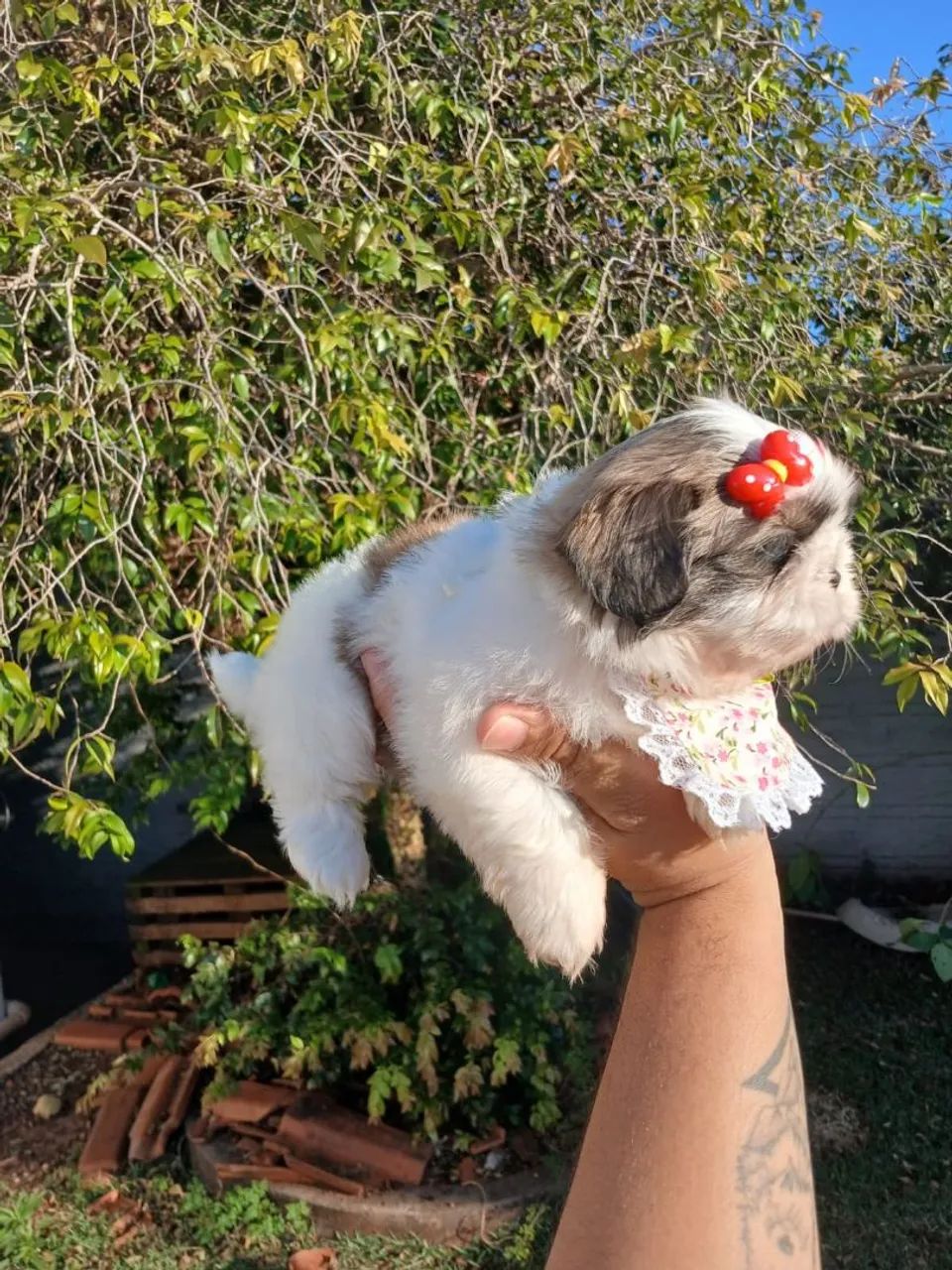 SHIH TZU Fêmea  - Foto 3