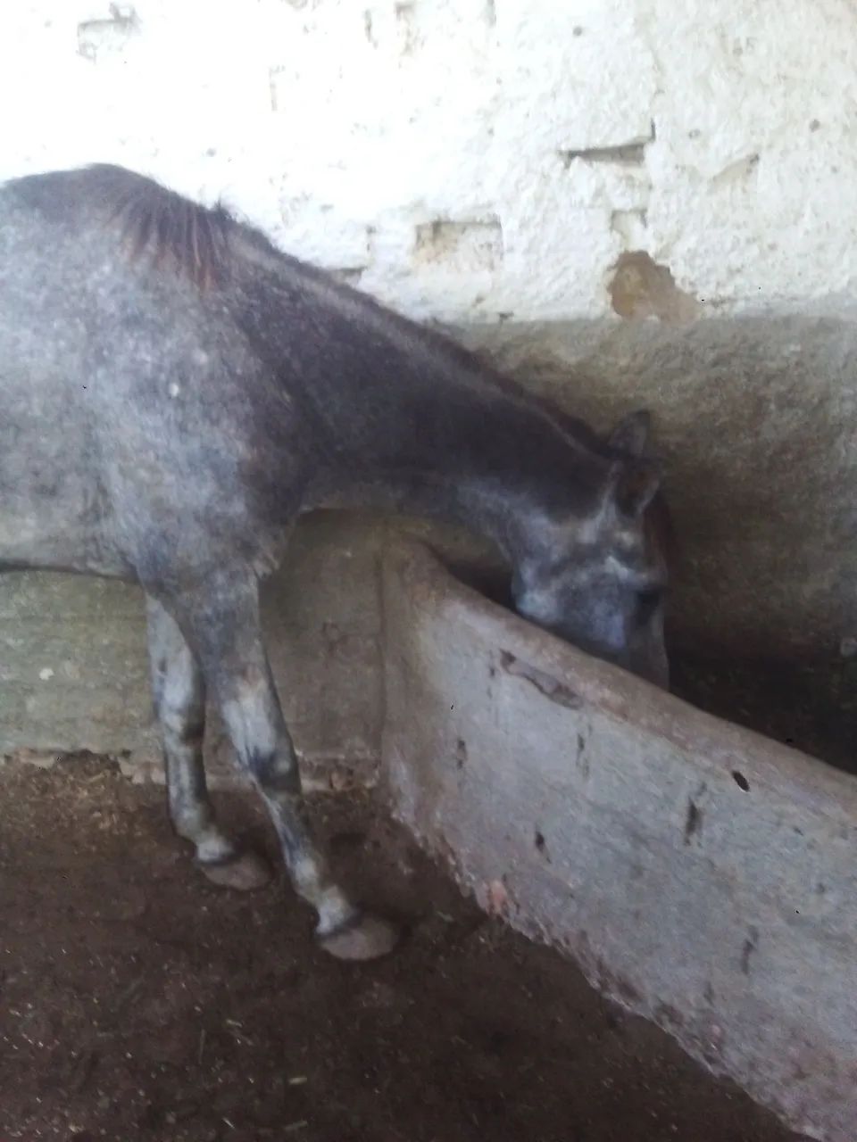 Cavalo - Foto 4