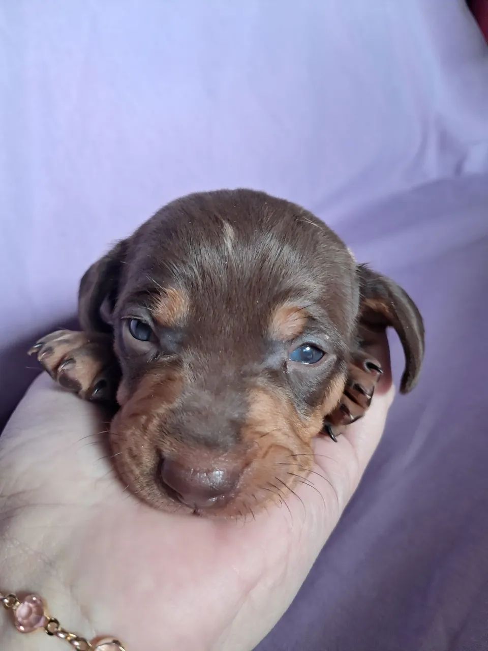 Dachshund  - Foto 2