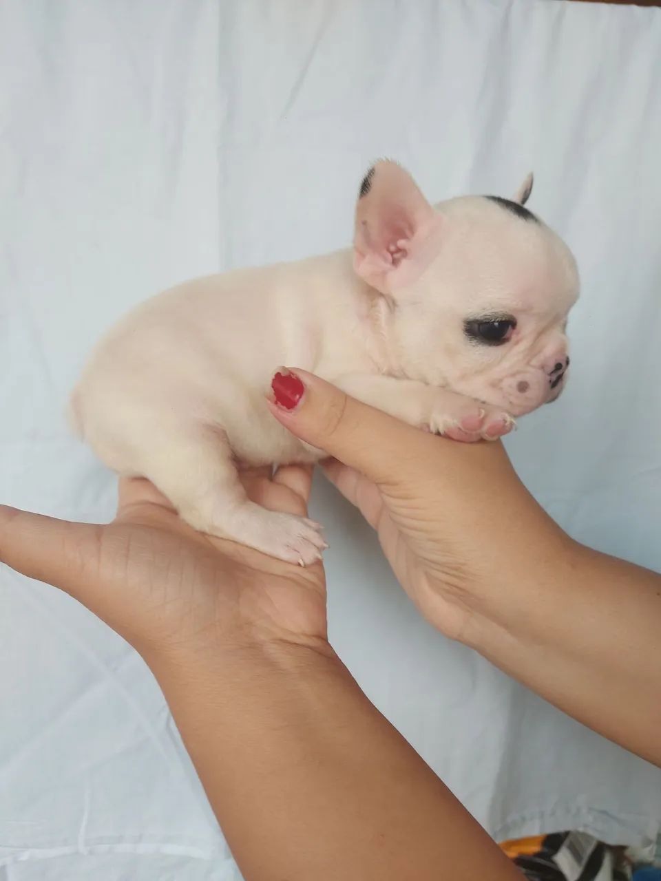 Buldogue francês micro  - Foto 3