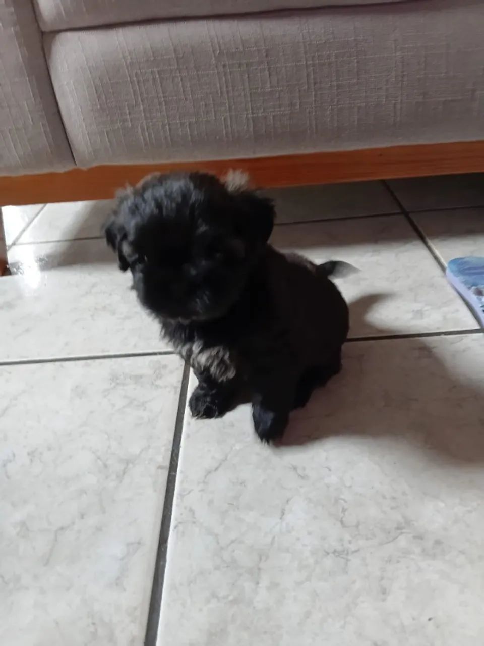 Cachorro Shitzu  - Foto 2