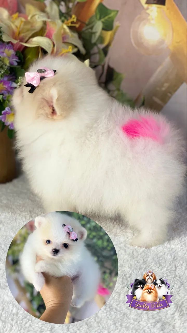 Lindíssimo Spitz alemão  - Foto 3
