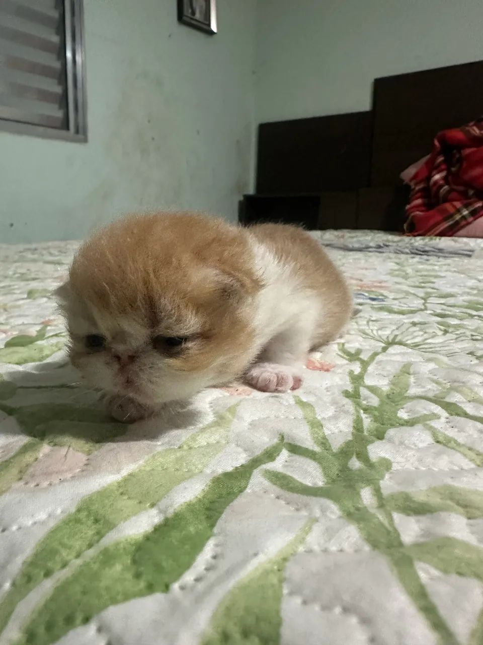 Gato persa  - Foto 3