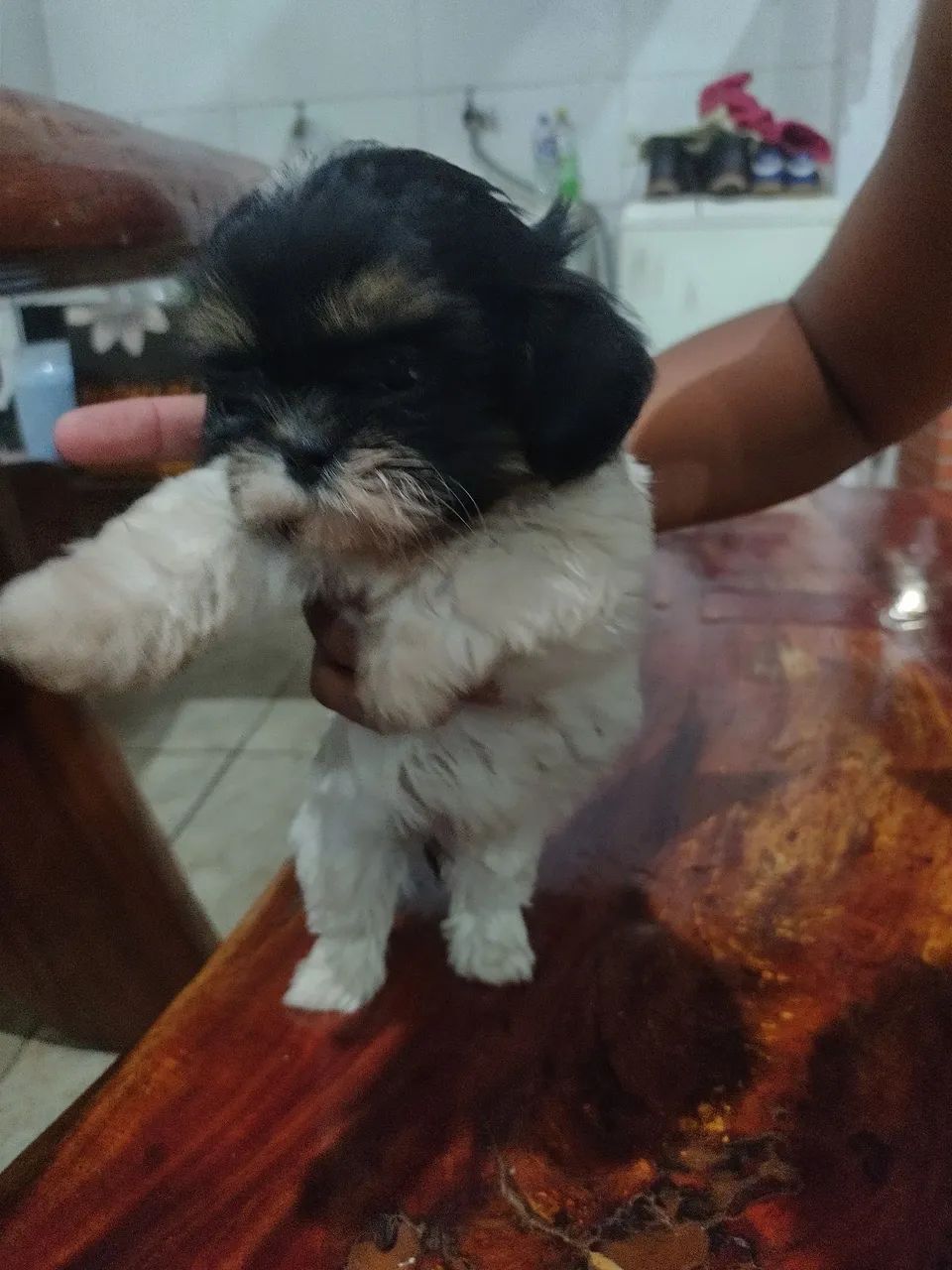 Vendo filhotes de Shitzu  - Foto 4