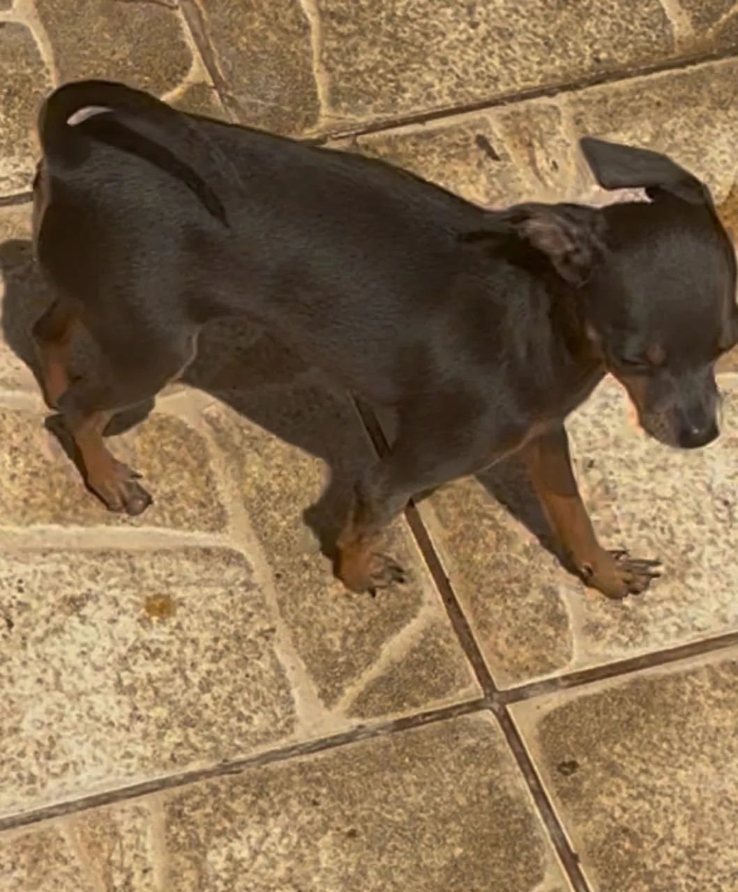 Pinscher macho - Foto 5