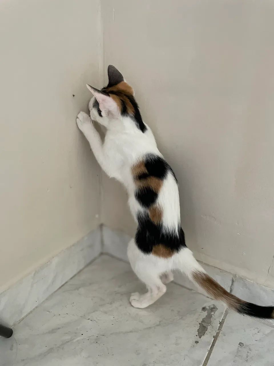 Gatinha fêmea 5 meses 