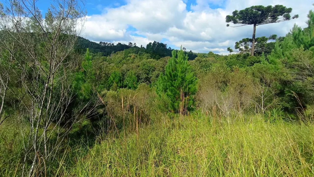 Terreno para chácara em Campo Largo - Foto 2