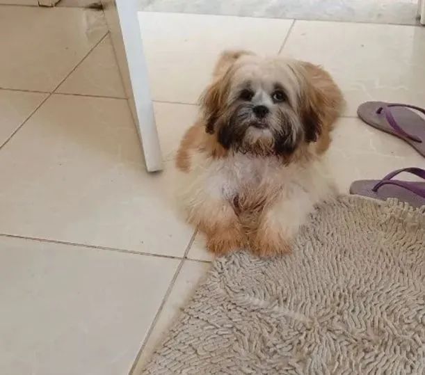Cachorro shih Tzu - Foto 3
