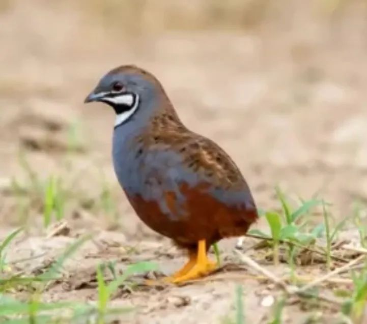Ovos férteis Codornas Chinesas - Foto 4