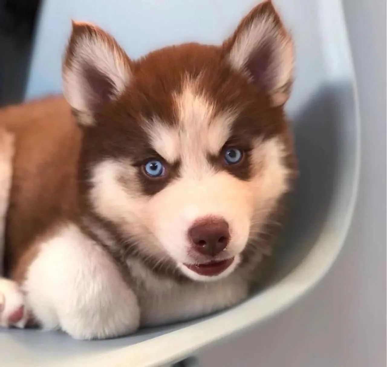Husky siberiano  - Foto 4