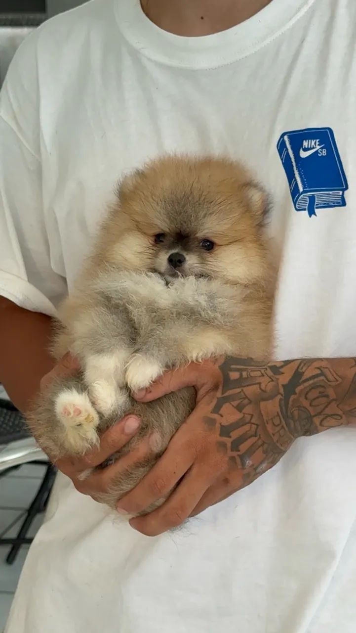 Spitz alemão Macho - Foto 2