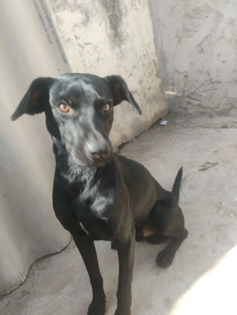 Cachorros para adoção Consciente  - Foto 4