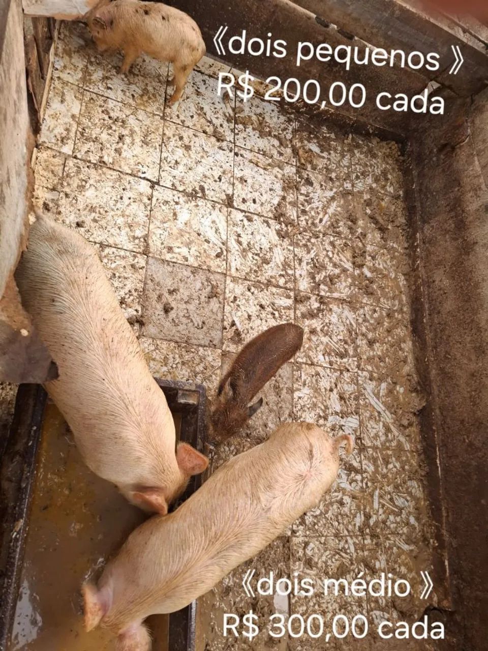 Venda de Animais de Fazenda - Foto 5