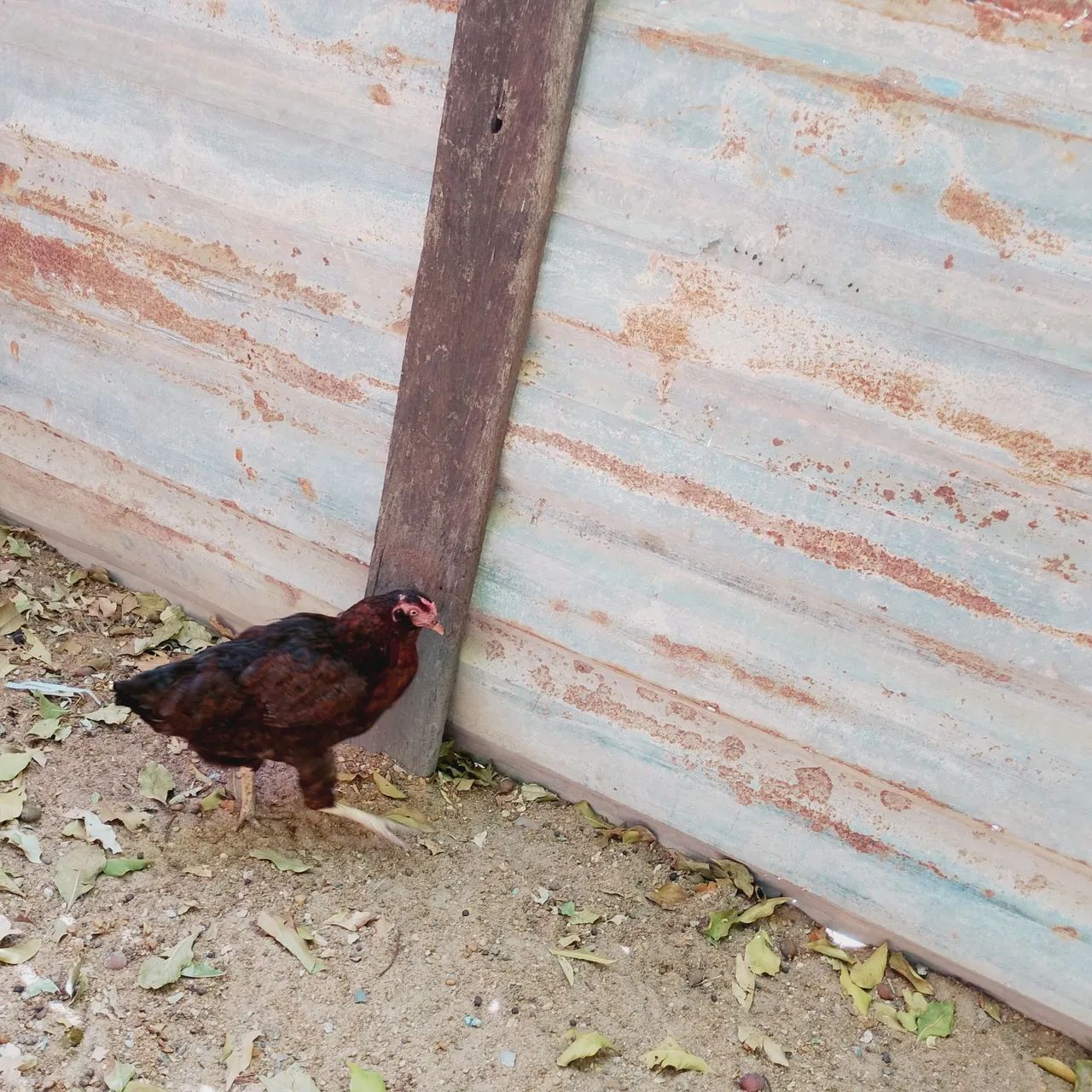 Galinha 