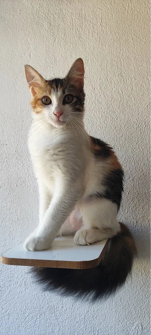 Gatinhos para adoção responsável  - Foto 3