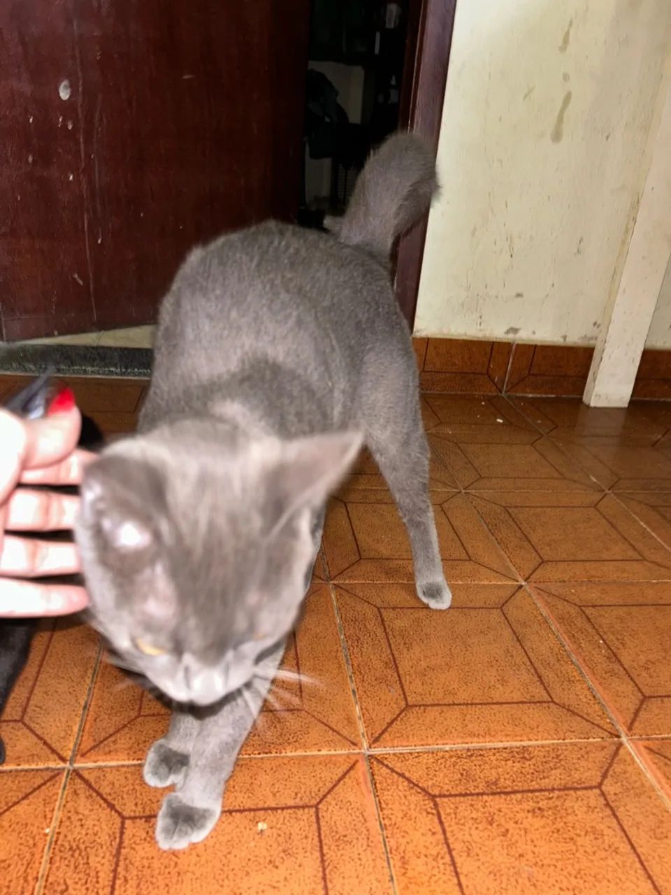 Doando gato - Foto 2