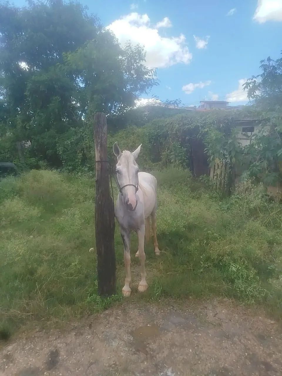 Cavalo castrado  - Foto 4