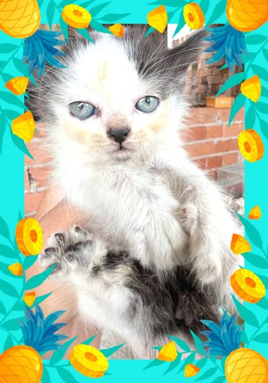 Gatinhos Maine coon - Foto 6
