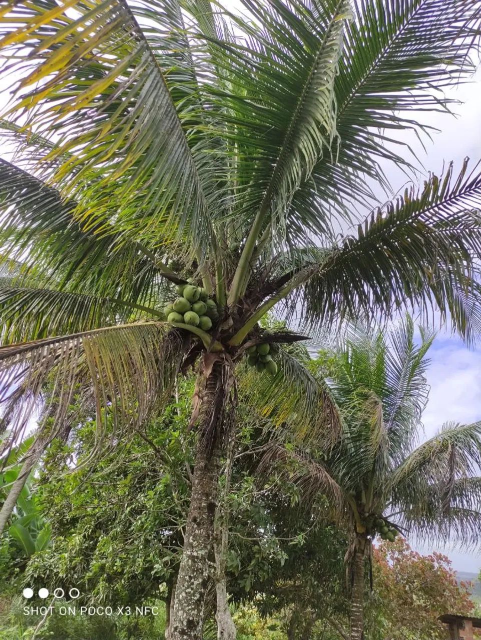 Vendo uma bela chácara. Em Salgado. Povoado Abóbora.  - Foto 4