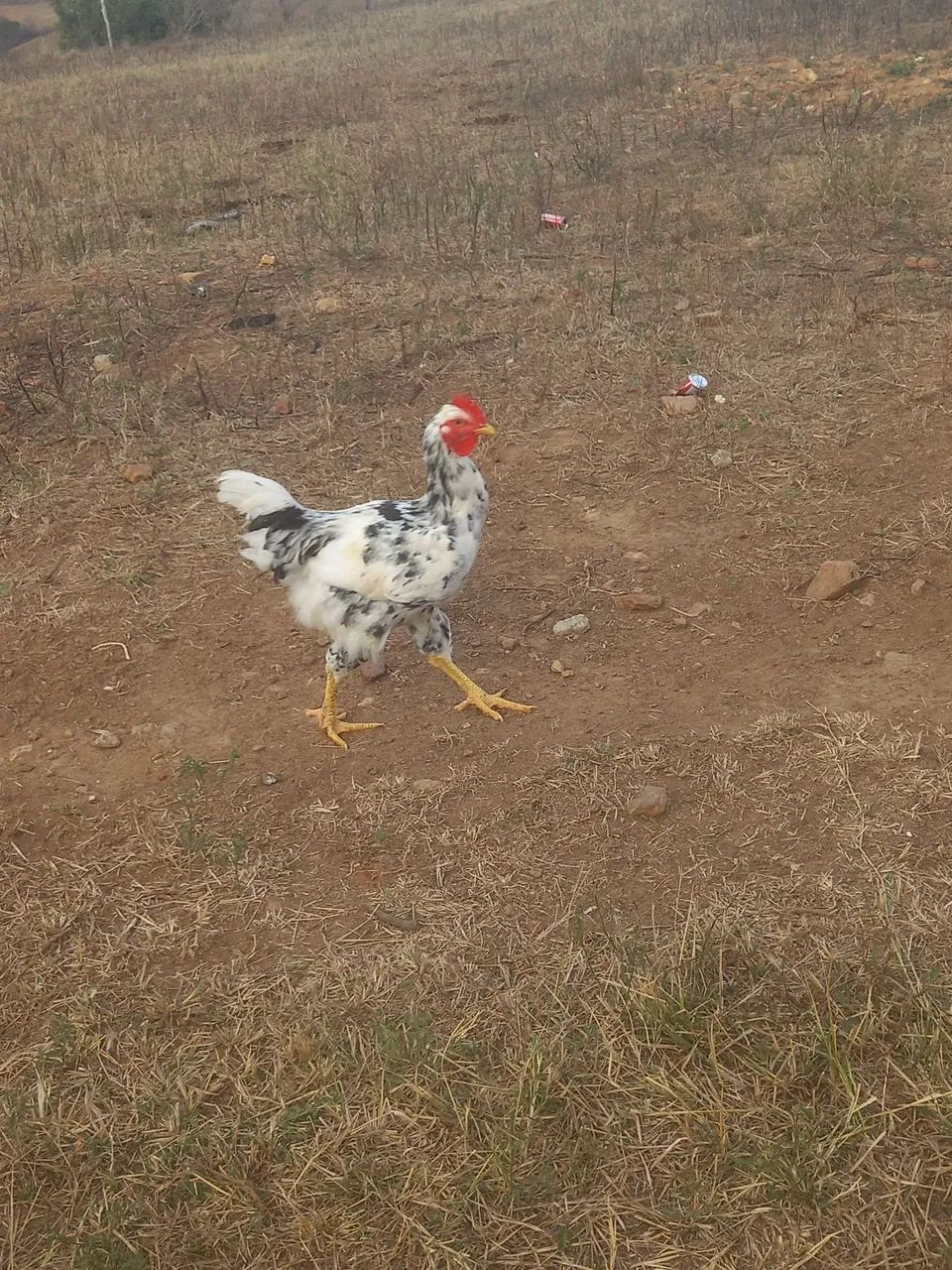 Frango gsb  - Foto 3