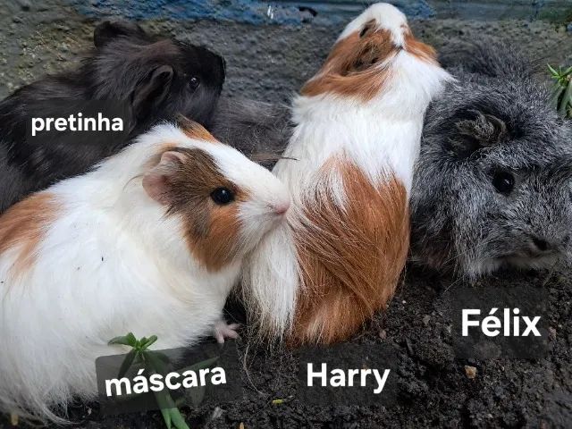 Porquinhos da Índia  - Foto 4