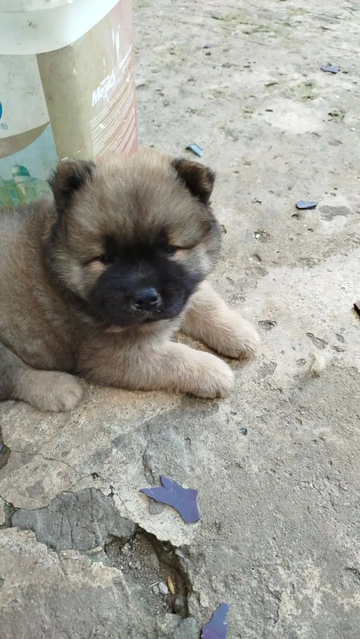 Vender cachorro Chow Chow  - Foto 2