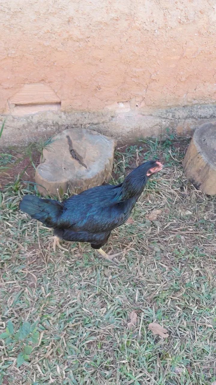Galinhas caipira  - Foto 4