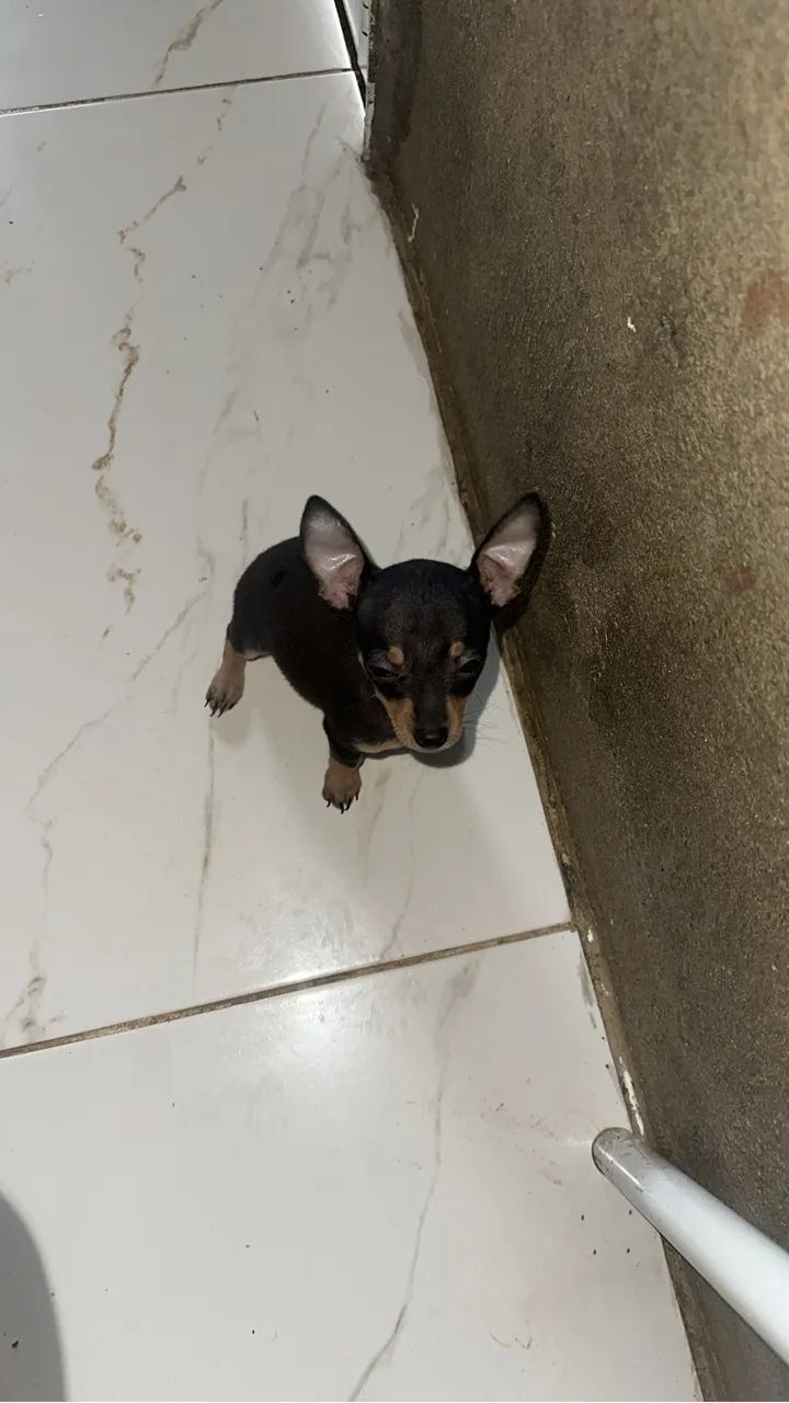 Pinscher  - Foto 3