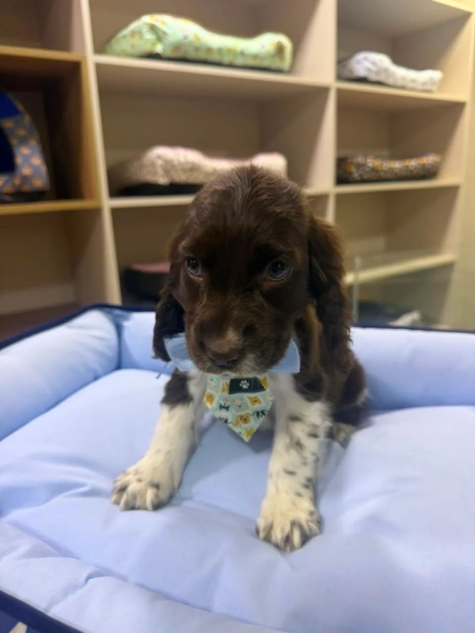 Filhote Cocker spaniel inglês