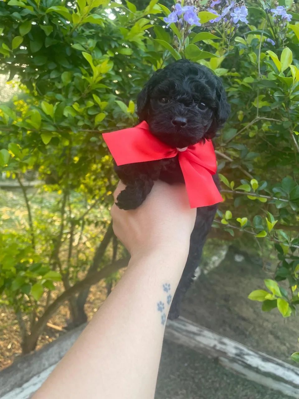 Poodle Toy / Red e Pretinho /  - Foto 2