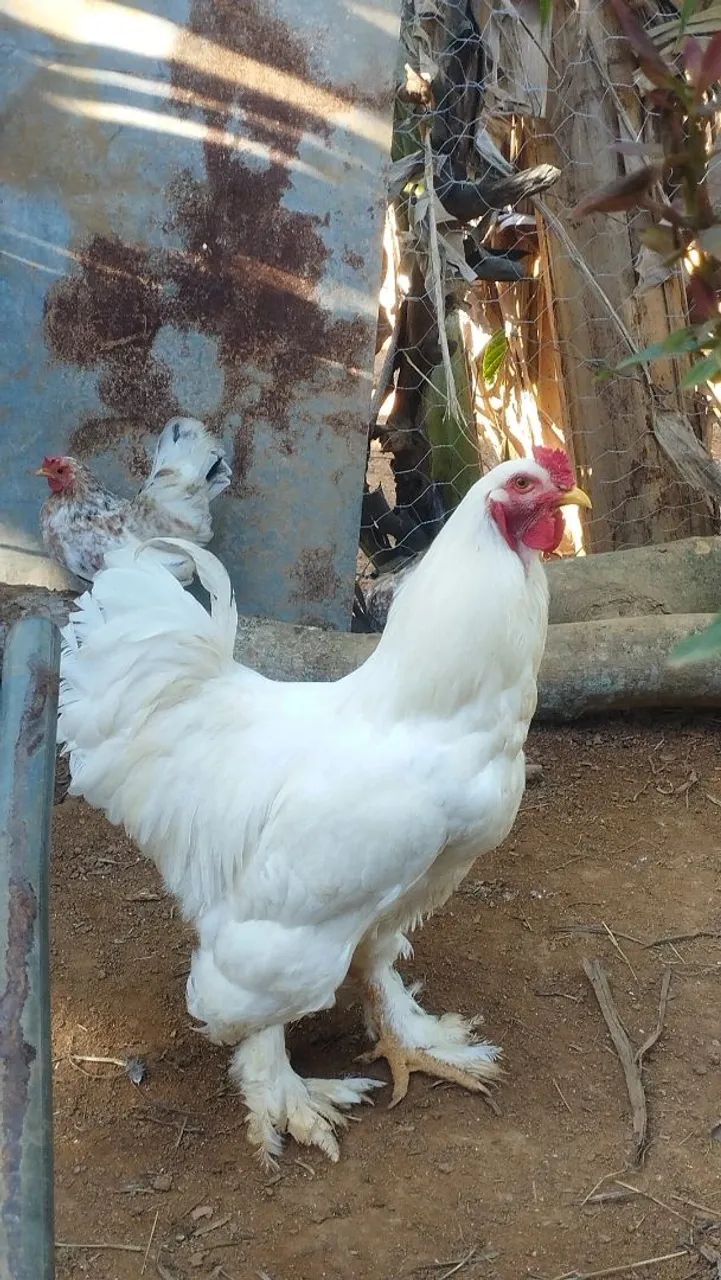 Galinha Brama - Foto 2