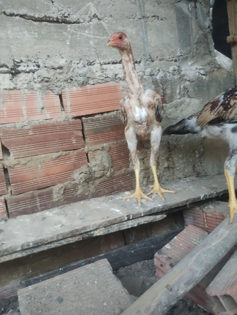 Vendo casal de índio gigante raça pura de Goiás 