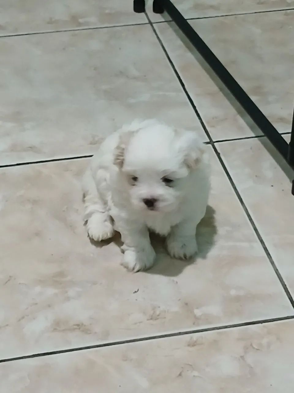 Maltês  - Foto 4