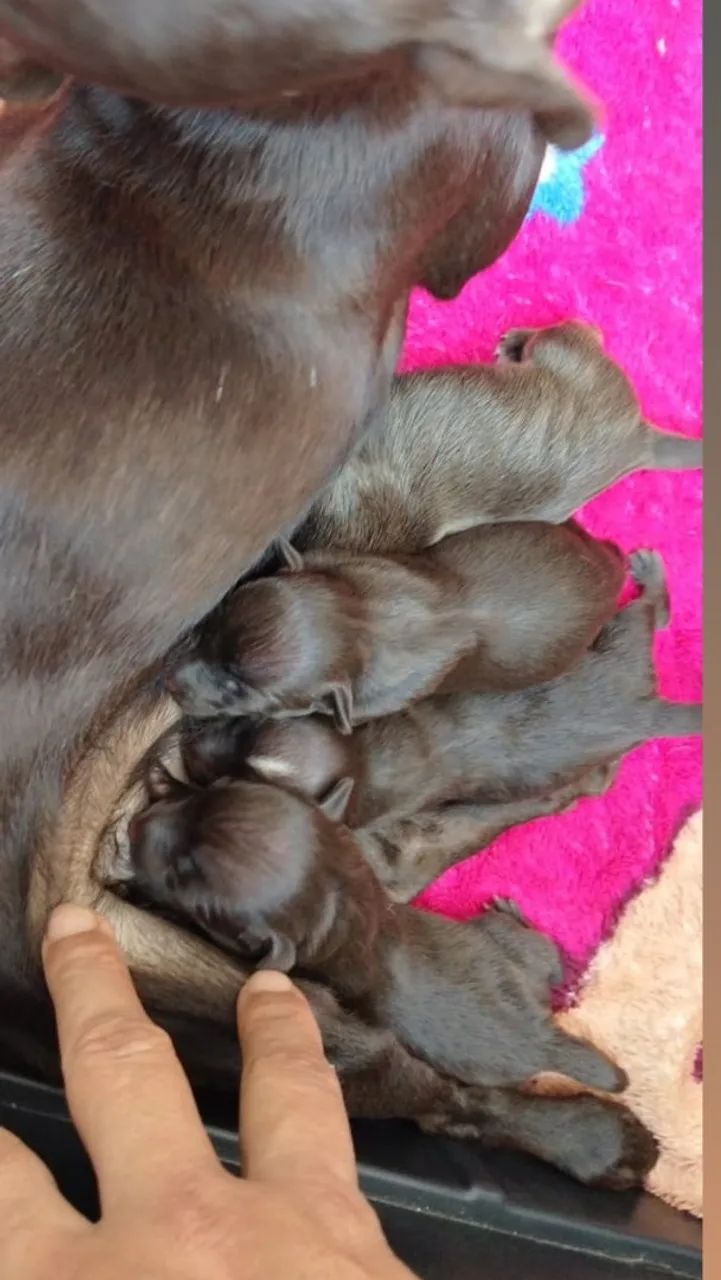cachorro Pincher  - Foto 3