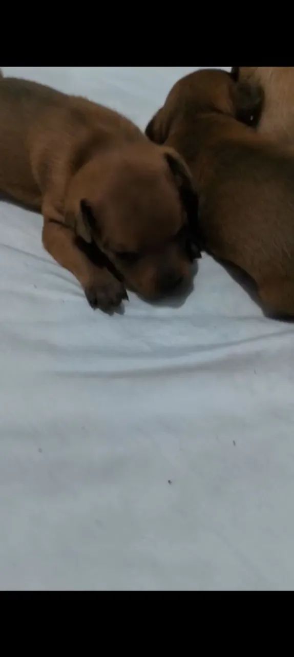 Pinscher  - Foto 4