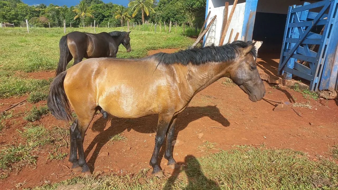 Cavalo domado  - Foto 4