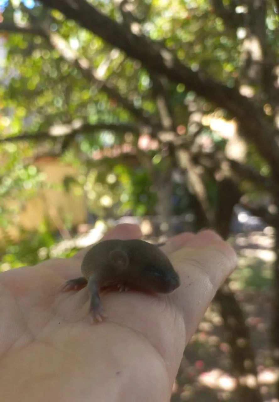Camundongos filhotes e adultos - Foto 3