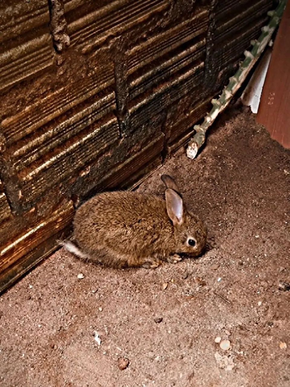 Coelho filhote macho